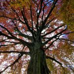 Baum vor der Kirche St. Mariä Himmelfahrt